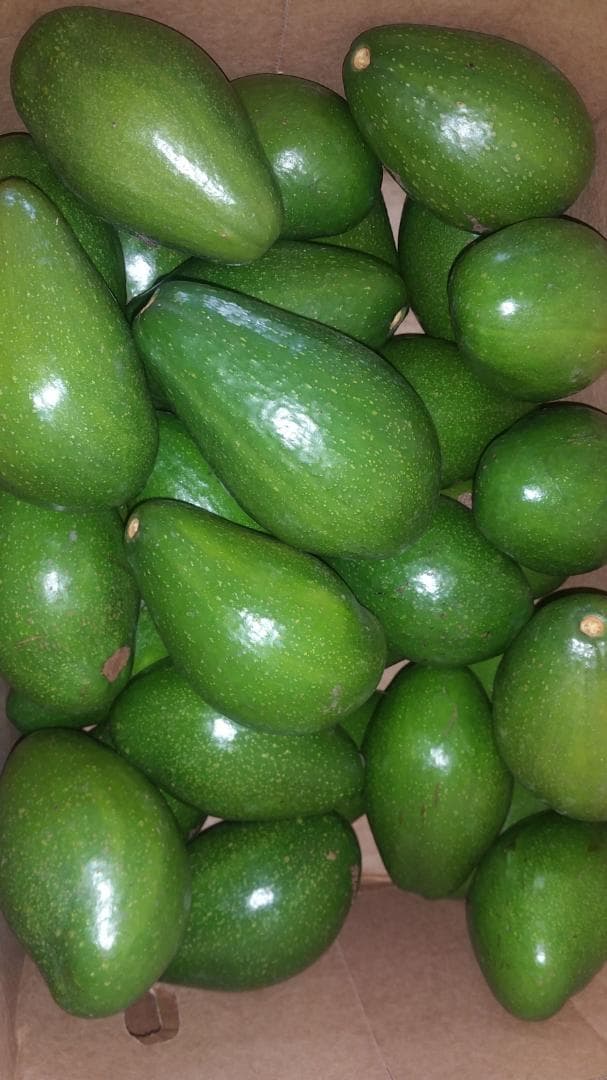 푸에르테 아보카도 (크레딧: Adalidda / Sahel Agri-Sol / 퍼블릭 도메인)