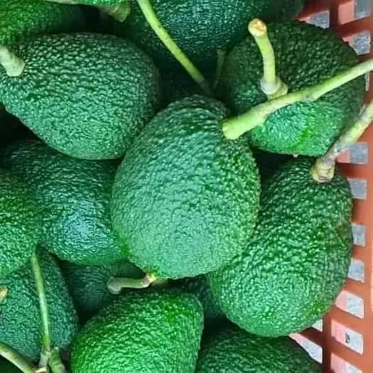 Aguacates frescos premium: calidad y sostenibilidad
