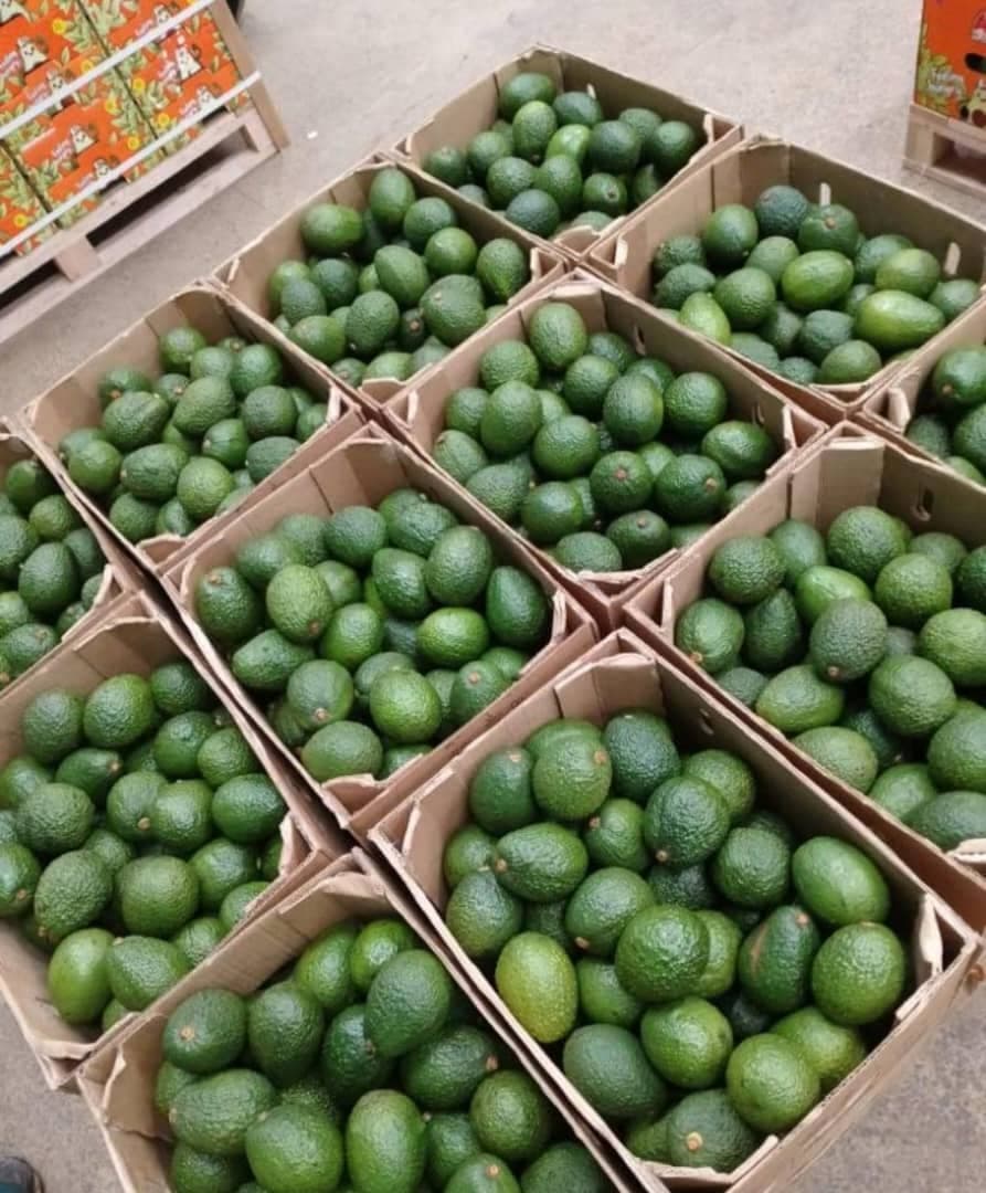 하스 아보카도 (크레딧: Adalidda / Sahel Agri-Sol / 퍼블릭 도메인)