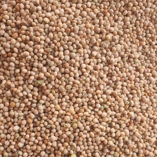 حبوب البازلاء الهندية الفاخرة من Sahel Agri-Sol