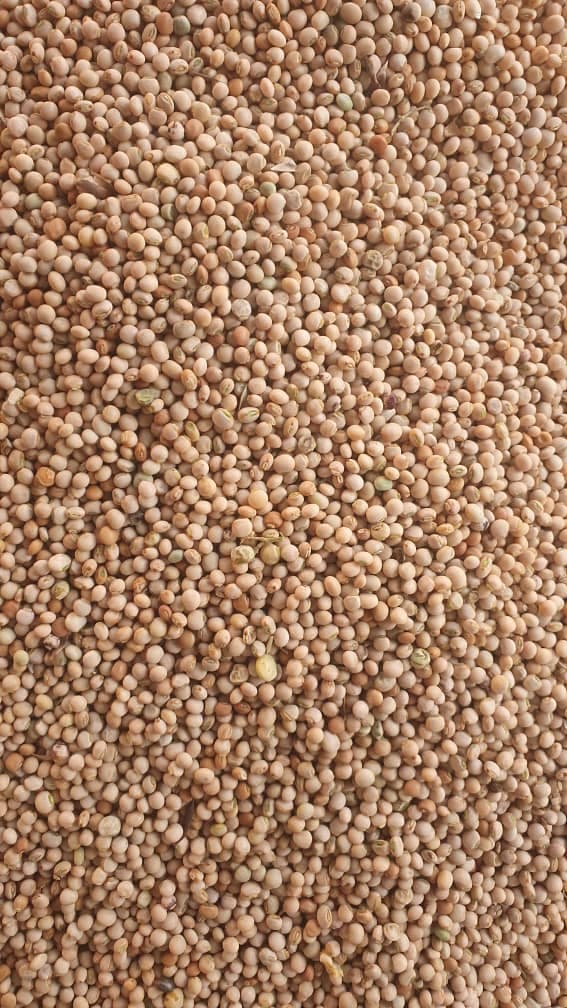 자귀콩 알갱이 (출처: Sahel Agri-Sol / Adalidda / 퍼블릭 도메인)