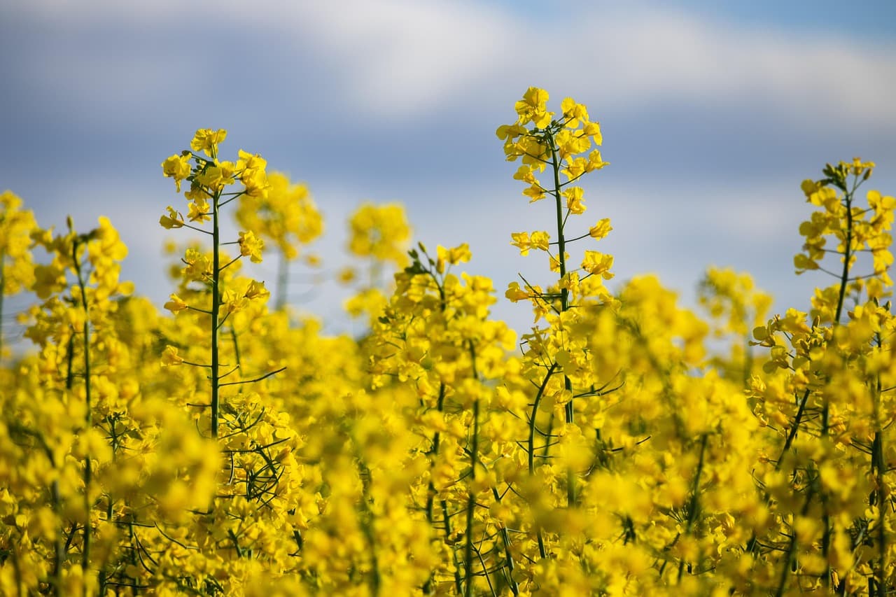 Rapeseed field (Pixabay.com / Public domain)